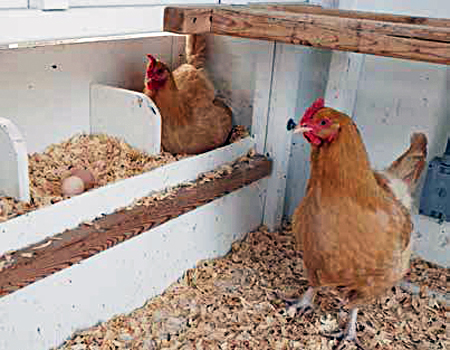 Buff Orpington Hens